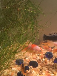 Dwarf Hair Grass in a fish tank